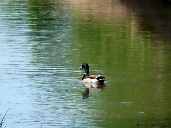 Ducks Valley Albuquerque