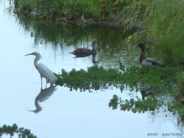 snowy-egret-2 valley abq