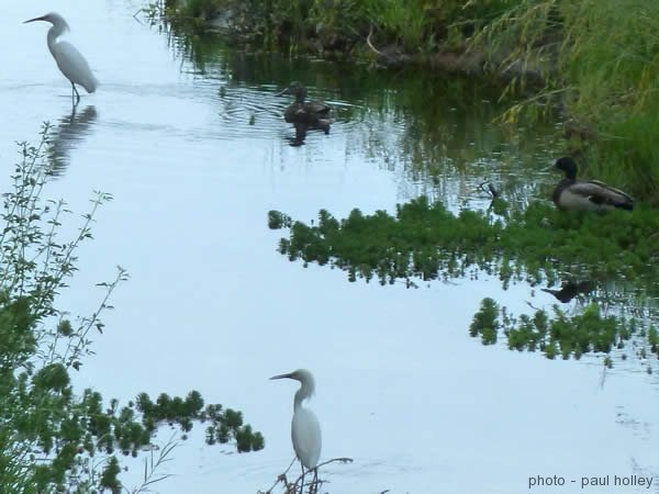 snowy-egret-3 valley abq