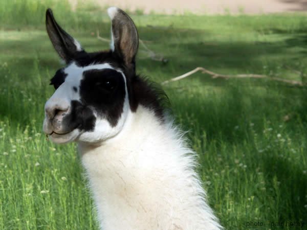 llama in Albuquerque