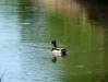 Ducks Valley Albuquerque