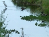 snowy-egret-3 valley abq