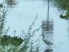 2013-06-02-snowy-egret-4