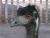 emu-3 albuquerque