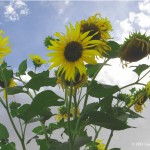 Picture of a Sunflower