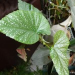 angel wing begonia