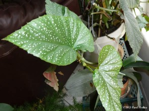 angel wing begonia