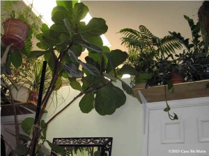 fiddle leaf fig