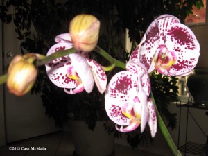 orchid1