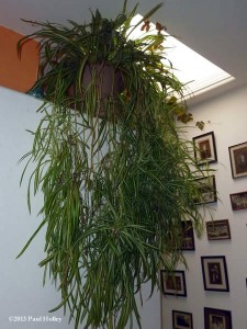 spider plant