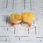 Chicks atop a picture of a genetic map of a chicken.